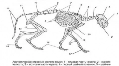 Mačić uči hodati: trebam li pomoć